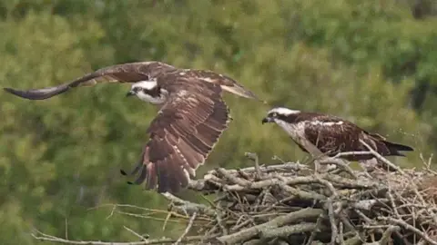 Jeff Teasdale/RSPB Two ospreys. They have brown and white feathers and beady eyes and a black, hooked beak One is standing in a large nest made out of twigs and branches and is looking towards the other on the left which has just jumped off the nest. It has its large wings outstretched and is moving to the left. There are trees behind the nest. The photo is grainy as if it has been taken from some distance away.