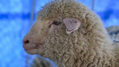 Kashmir's first gene-edited sheep