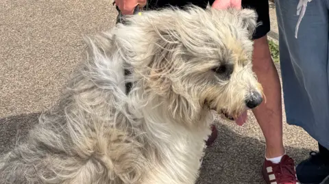 A close of image of Harley the dog. 