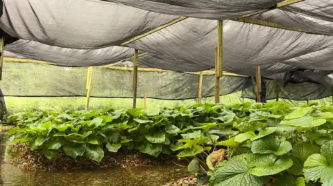 Rows of wasabi plants growing from raised stone beds. There is water running between the rows and nets are visibly seen above.