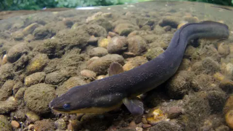 Jack Perks A European Eel on a stony riverbed