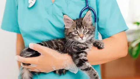 A tabby Maine Coone kitten being held by a female vet in turquise scrubs wearing a stethoscope