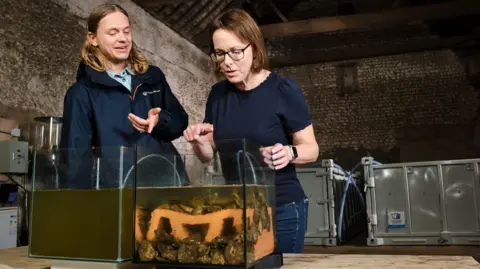 PA Media Two glass tanks are placed on a table and filled with murky water. The tank on the left has opaque brown water, while the water in the right tank is much clearer. It contains clay bricks and stacks of oysters. A man with shoulder-length fair hair points at the tank, while a woman with brown hair and black glasses peers at it, also pointing. They are in a large stone barn with grey tanks behind them.