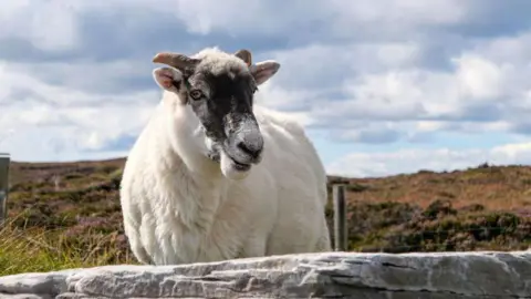 Getty Images A white sheep with a black face and horns.