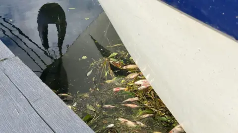 There are small white and orange fish floating dead in the water by a boat.