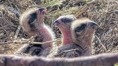 Glaslyn Wildlife Three osprey chicks in a nest. The birds are almost featherless and the nest is made of sticks and dried vegetation