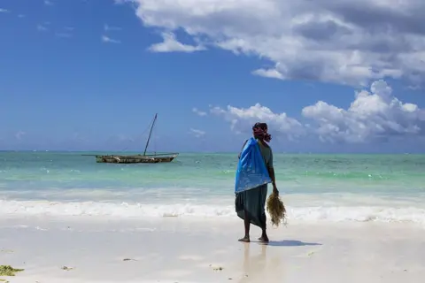 NESE ARI/ ANADOLU / GETTY IMAGES A woman stands on the beach in Zanzibar holding a bunch of seaweed in her hand. In the distance not far away there is a small sailing boat.