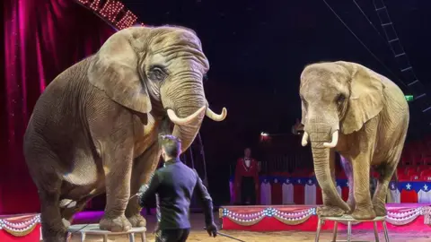 Pangea Two grey elephants stand on small stands within a circus ring. A ring master carrying a stick moves around them. 
