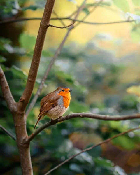 Mark Freeman A robin sits on the branch of a tree with a forest in the background