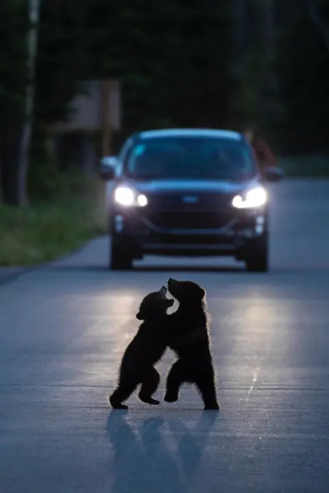 Will Nicholls/Wildlife Photographer of the Year Two small bear cubs stand upright facing each other in the middle of a paved road, appearing to play-fight. A car with headlights on is stopped behind them, its lights casting a glow around their silhouettes. 