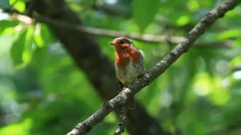 Aimee Marie A small robin bird sitting on a tree branch 