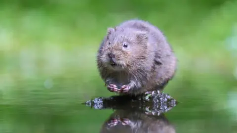 Getty Images A water vole - a small brown haired semi-aquatic creature that resembles a brown rat - standing on a chunk of earth surrounded by water