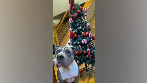 RSPCA A bull-breed dog looks off from the camera, sitting in front of a Christmas tree 