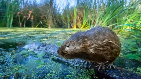 Getty Images A water vole  perched upon a twig on wetlands in the Gwent Levels. The vole is brown and looks a little like a rat with a blunt nose. It is surrounded by water, and reeds at the edge of the photograph.