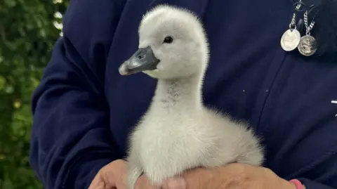 A two day old cygnet, which is little more than a ball of white and grey fluff at this stage sits happily in Wendy Herman's cupped hands