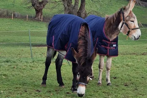 Jo Welsby A pair of donkeys in rugs in a green field with a hill, trees and bushes behind them. One brown donkey is grazing on grass the other, which has a ginger face, is looking off to the right.
