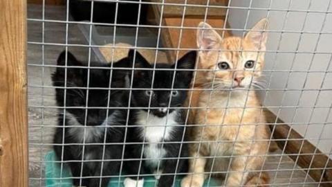 Three kittens in a rescue centre