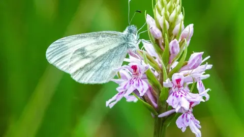 The Wood White bufferfly is on the left of the photo and the background is green.