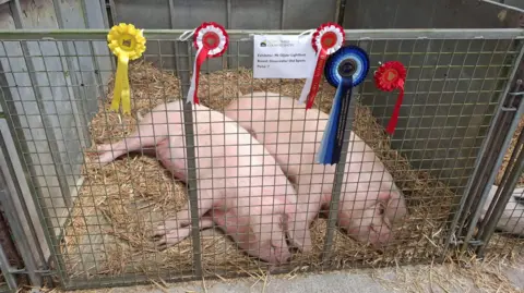 BBC Two pink pigs lying on their sides in a gated area with hay on the floor. The gate has five rosettes attached to it.