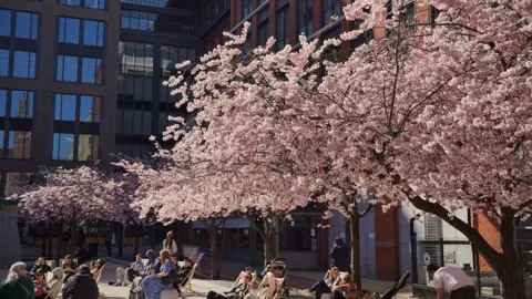 People sat in deckchairs underneath a cherry blossom tree in square surrounded by office blocks