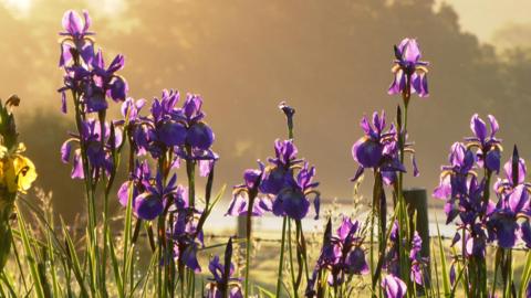 TUESDAY - Purple flowers with the sun streaming through the stems at Highclere