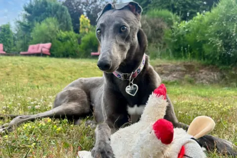Supplied Kiki lies on grass in a garden, holding a soft toy in her paws. She wears a patterned collar with a tag and looks towards the camera. Bushes, trees, and outdoor seating are visible in the background under a partly cloudy sky.