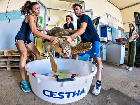 Ilaria Mariaguilia Rizzuto/UPY2026 A large adult female turtle being transferred from a therapy tank into a transport tub by three rehabilitation workers as another looks on