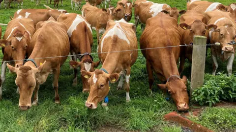 A herd of brown and white Guernsey cows grazing, with a wire fence and wooden post in front of them.