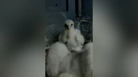 A fluffy white peregrine chick looks at the camera as it sits in a nest in Glasgow's City Chambers. Its sibling sits in front of it and is moving around and flapping its wings.