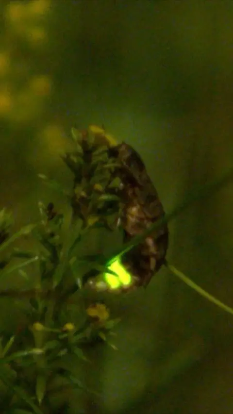 A glow worm glowing at night-time