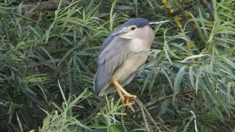 A black-crowned night heron is pictured sitting on a tree branch, looking to the left. It has a black head, red eye, beige face and stomach, and yellow legs and feet. It has a dark beak, and grey and black plumage.