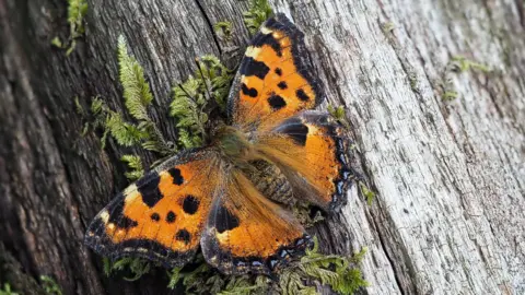 A butterfly on a mossy log. The body of the butterfly is dark brown. Its wings are bright orange with black spots. The winds are black-tipped all the way around