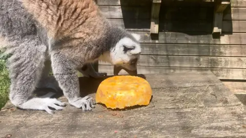 Lemur eats frozen lolly