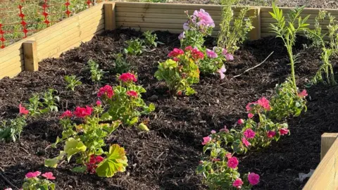 A raised flower bed containing three rows of pink flowers in mulch. There is orange netting behind the wooden flowerbox.