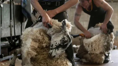 Getty Images Two shearers shear sheep in an indoor area. The sheep are sat on their bottoms and being held as they have their fleeces sheared.