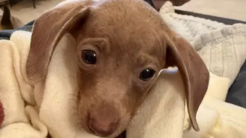 Ravens Rescue A brown-coloured dachshund puppy stares at the camera. Its body is wrapped up in a blanket.