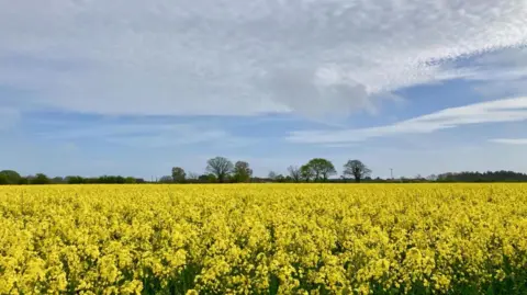 BBC Weather Watcher Ulani A field full of yellow blooms with trees lining its edge.
