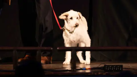 Monty -a white dog with a red lead on a dark stage
