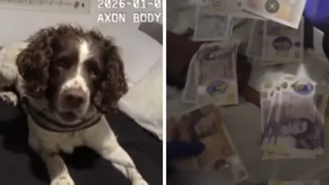 West Mercia Police A side by side composite image showing a brown and white cocker spaniel police dog on a bed. The second image shows stacks of £20 notes.