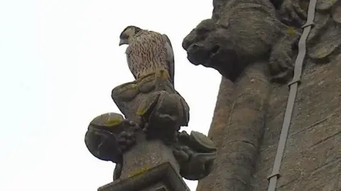Damien Carpanini A photograph taken looking up at a young peregrine perched on a stone carving on a building
