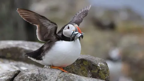 Sarah Thurlbeck A puffin standing on rocky coastal terrain with wings partly spread, holding several small fish in its colorful orange beak against a blurred natural background.