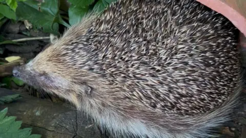 Contributed A hedgehog which is missing its eyes sits inside a round pot in a garden. 