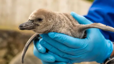 Chester Zoo Penguin chick