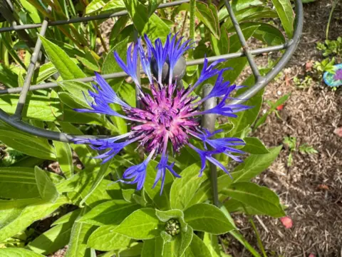 Lorna Donaldson A perennial cornflower coloured various shades of purple 