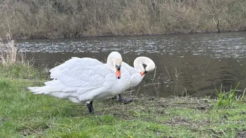 A pair of swans preen themselves next to a pond with wild shrub in the back ground