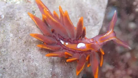Jake Taylor-Bruce The picture shows a small sea slug, the species Hermaea variopicta, photographed close up on a flat rocky seabed. The animal is lying on its right side, moving slowly across the surface, with the head to the left of the frame and the body trailing behind.