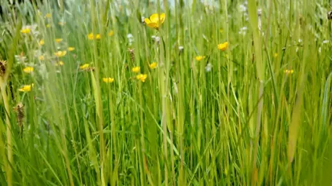 A roadside patch of long grass filled with daisies and buttercups provides vital habitat for wildlife