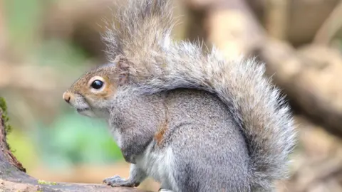 Peterborough Walks A brown squirrel sitting on a tree branch.