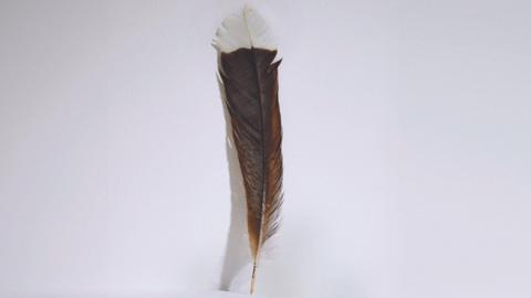 This single feather from an extinct huia bird was sold at Webb’s Auction House in New Zealand