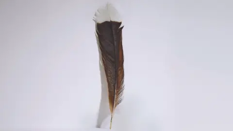 Webb’s This single feather from an extinct huia bird was sold at Webb’s Auction House in New Zealand
